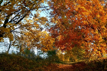 Jesienne drzewa © Jarkos