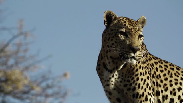 Leopard in tree in South Africa