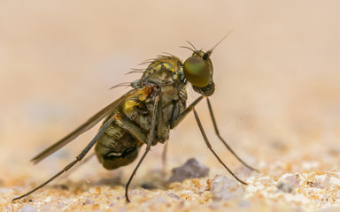 Macro photo of a colourful Dolichopodidae fly, insect, close up