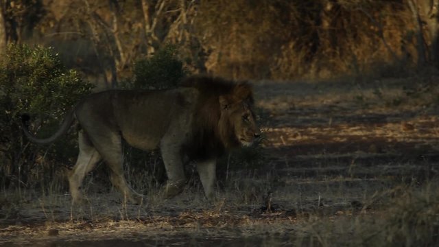Male lion walking in the African bush on a beautiful evening