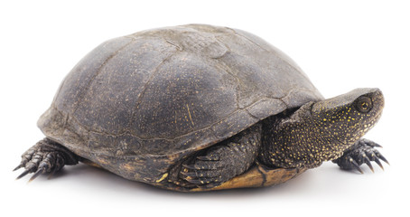 Large turtle.