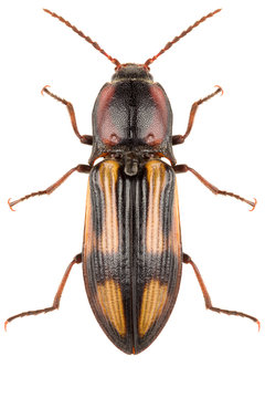 Click beetle Selatosomus cruciatus isolated on white background, dorsal view.