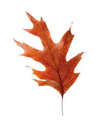 Dry leaf on white background