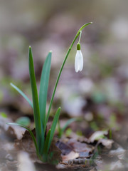 Snowdrops