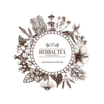 Vintage card design with herbal tea sketch collection. Vector template with hand drawn herbs illustration isolated on white background