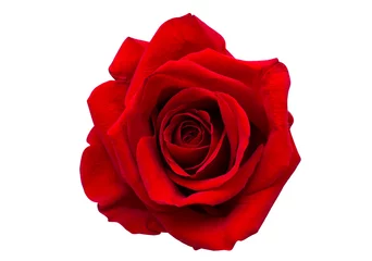 Afwasbaar Fotobehang Rozen rode roos geïsoleerd