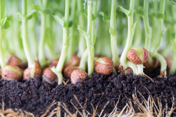 Organic pea sprouts in white backround.