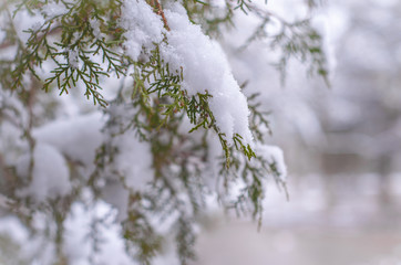 Snow-covered Thuja orientalis