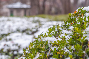 Snow on the bushes