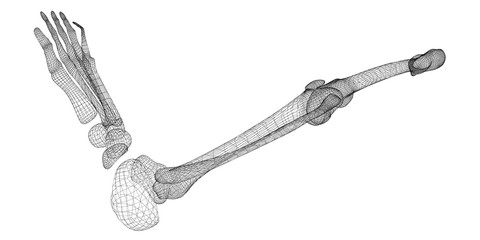 Human  leg skeleton