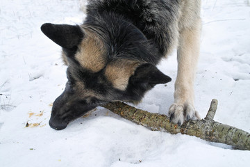 Dog Chews Stick