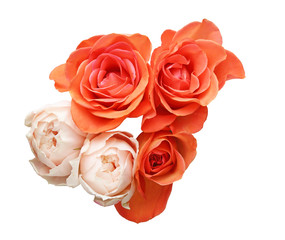 薔薇