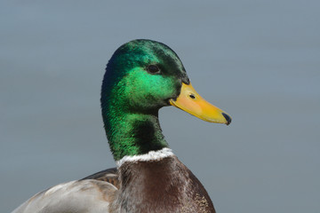 Portrait of Mallard Duck Drake