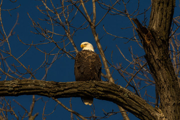 Bald Eagle in a tree