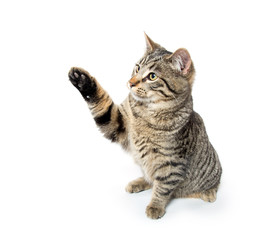 Fototapeta premium Cute kitten swinging its paw