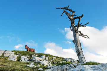 Horse in the top mountain