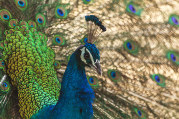 Fototapeta premium Beautiful peacock