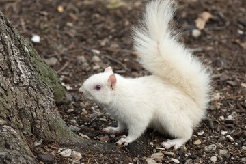 White squirrel in Olney City Park