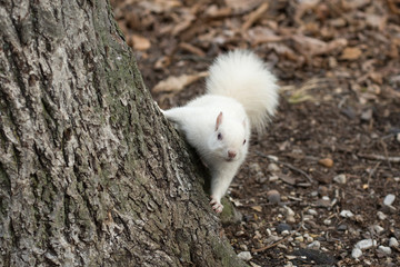 White squirrel in Olney City Park