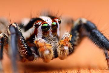 Close up shot of Jumping spider (Plexippus paykulli)