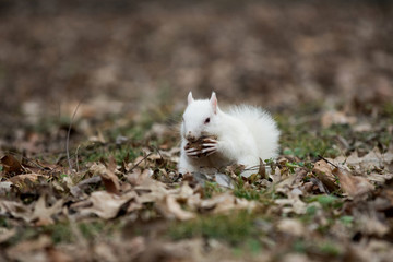 White squirrel in Olney City Park