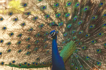 Fototapeta premium Beautiful peacock