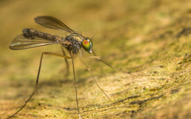 Macro photo of a Dolichopodidae fly, insect, close up
