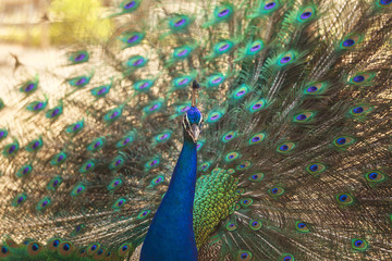 Fototapeta premium Beautiful peacock