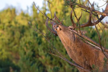 Rothirsch (Cervus elapses) beim Wildverbiss