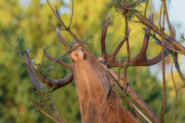 Rothirsch (Cervus elapses) beim Wildverbiss