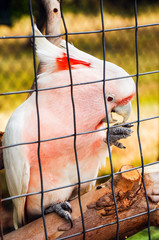 feeding a pink parrot