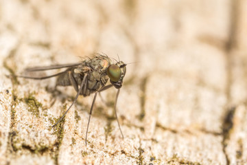 Macro photo of a Dolichopodidae fly, insect, close up

