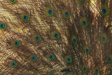 Fototapeta premium Beautiful peacock