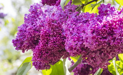 Obraz premium Blossoming Syringa vulgaris in Minsk a botanical garden, Belarus