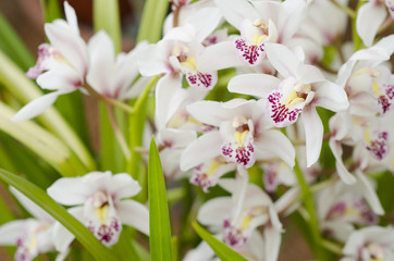 Obraz na płótnie Canvas White orchidaceae with purple freckles