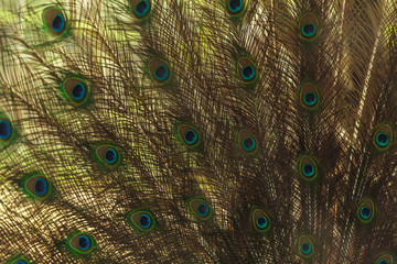 Obraz premium Beautiful peacock