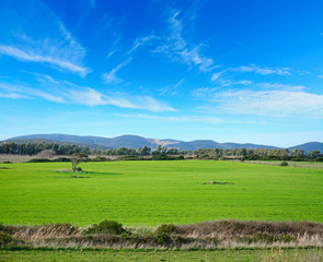 Fototapeta na wymiar green meadow under a blue sky in Sardinia
