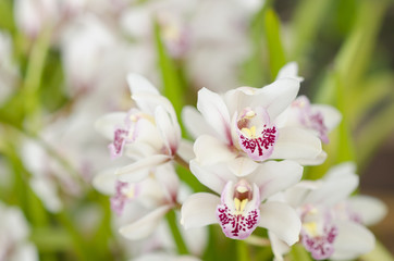 Fototapeta na wymiar White orchidaceae with purple freckles