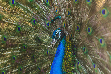 Obraz na płótnie Canvas Beautiful peacock