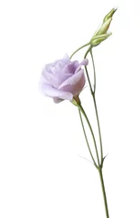Foto auf Acrylglas Blumen Light purple flower isolated on white. Eustoma