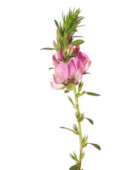 Pink flower isolated on white. ONONIS ARVENSIS L.