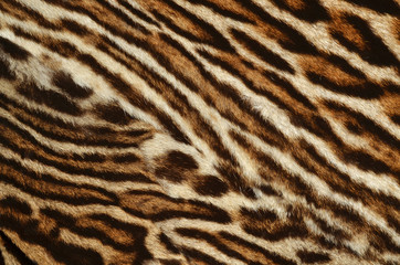 ocelot fur background