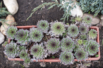 Sempervivum tectorum