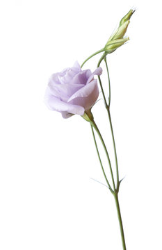 Light purple flower isolated on white. Eustoma