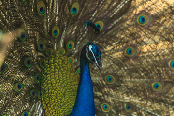 Fototapeta na wymiar Beautiful peacock