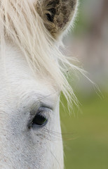 Horse eye close-up. Camargue horse. Parc Regional de Camargue. France. Provence. An excellent illustration