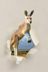 Kangourou regardant à travers un trou déchiré le papier