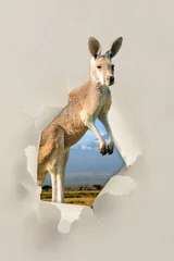 Papier Peint photo autocollant Kangourou Kangourou regardant à travers un trou déchiré le papier