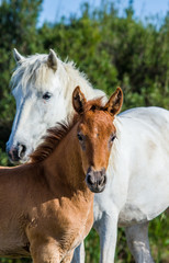 Obraz na płótnie Canvas Mare with her foal. White Camargue horse. Parc Regional de Camargue. France. Provence. An excellent illustration