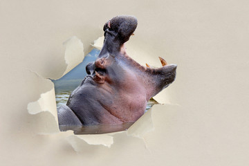 Hippo looking through a hole torn the paper